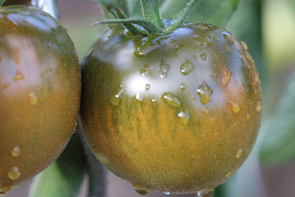 Tomate Bio noire Russe