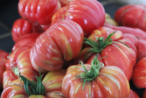 Tomate Bio Zapotec Pink