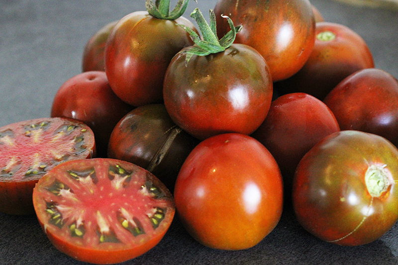 Tomate Bio noire Russe