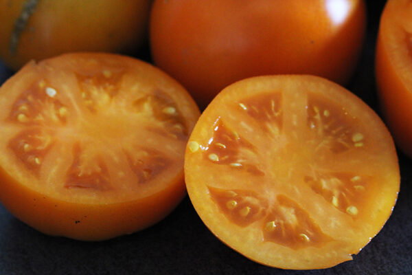 Tomate Bio Moon glow