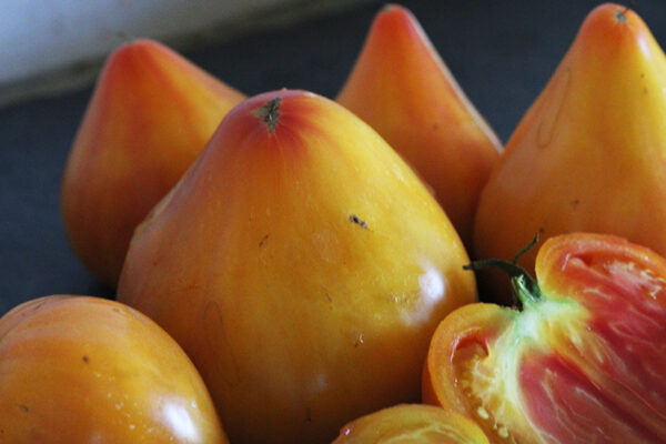 Tomate Bio Coeur de Boeuf Ananas