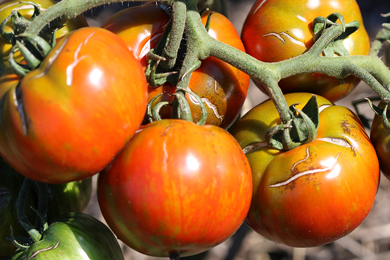 Tomate Bio Black Zebra