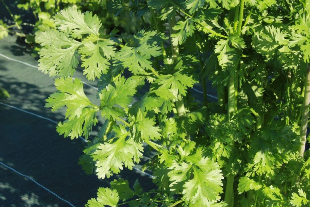 coriandre-atelier-des-bons-plants