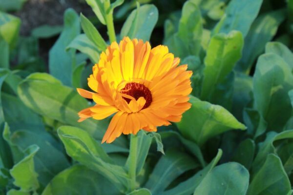 fleur de calendula bio