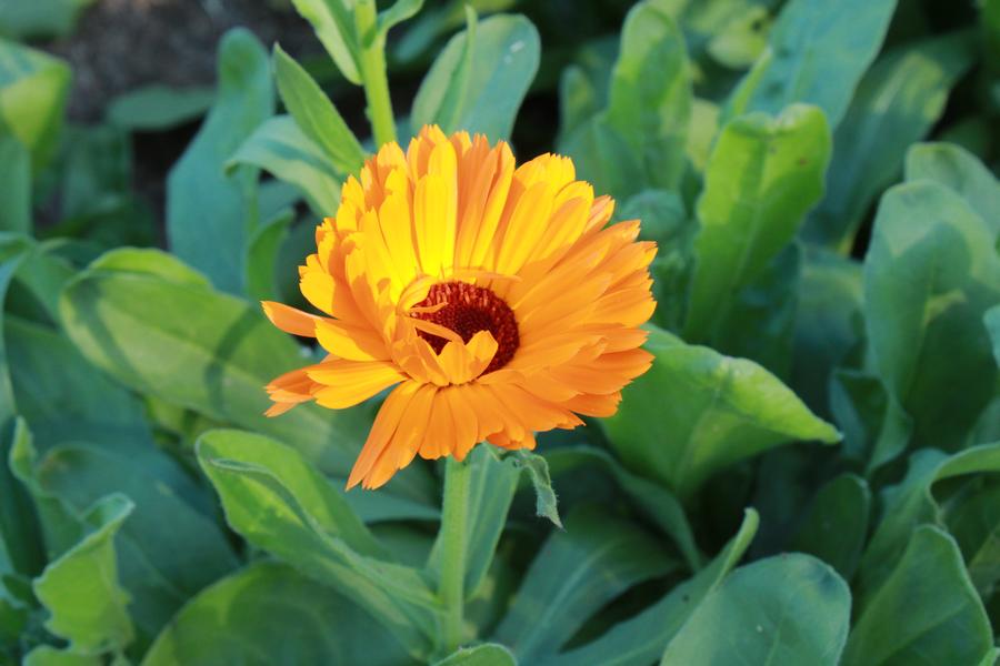 Tournesol jaune bio - L'atelier des bons plants