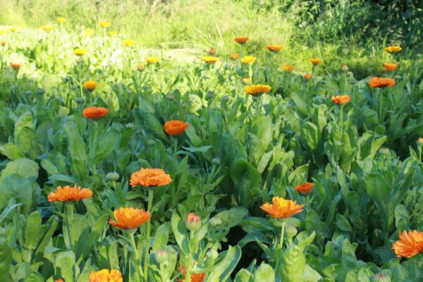 champ de Calendula Bio