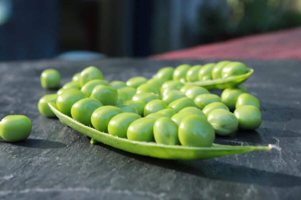 Petit pois rond Douce Provence (à écosser)