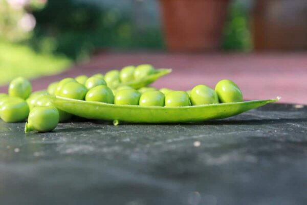 Graines de petits pois Bio de l'Atelier des Bons Plants