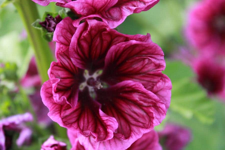 Mauve Sylvestre Bio