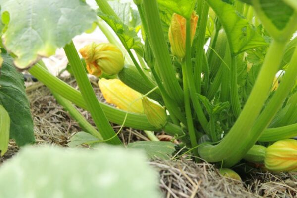 courgette-petite-grise-bio