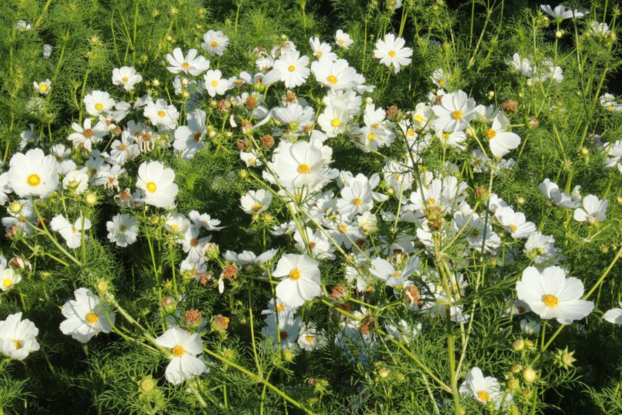 Cosmos Bio Blanc (nectarifère) - L'atelier des bons plants