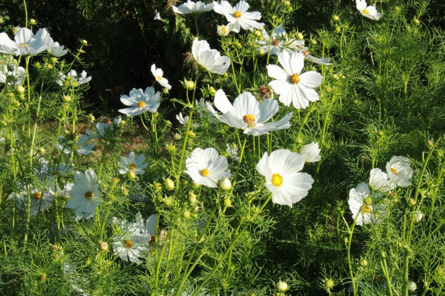 Cosmos Bio Blanc