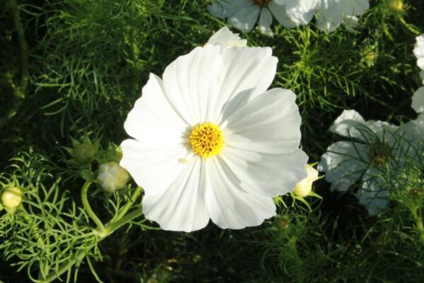 cosmos blanc