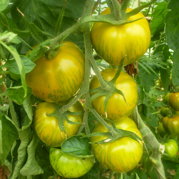 Tomate Bio Green Zébra