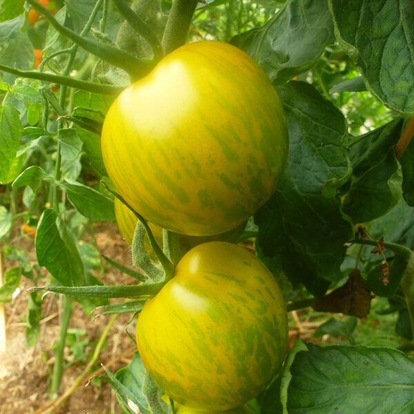 Tomate Bio Green Zébra