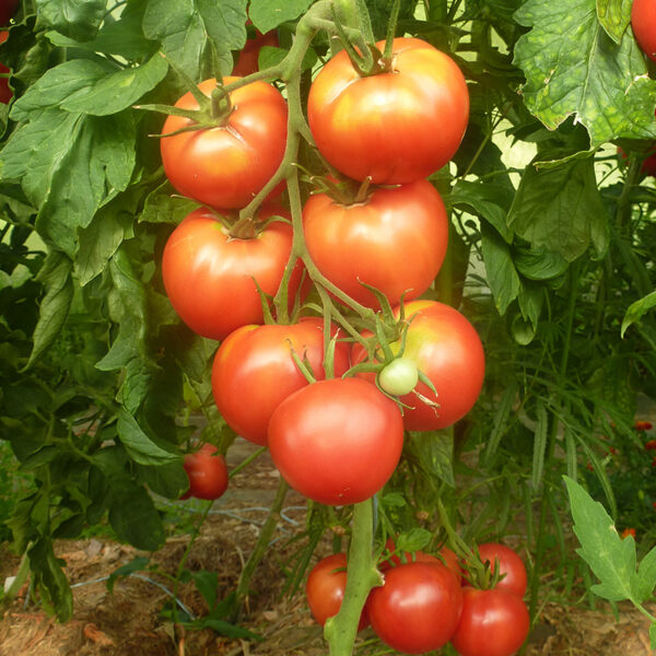 Tomate Bio Rose de Berne