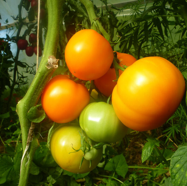 Tomate Bio Jaune de Belgique