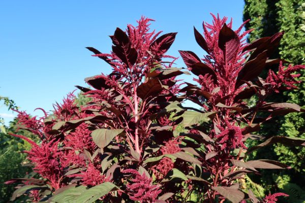 graines-amarante-rouge-bio