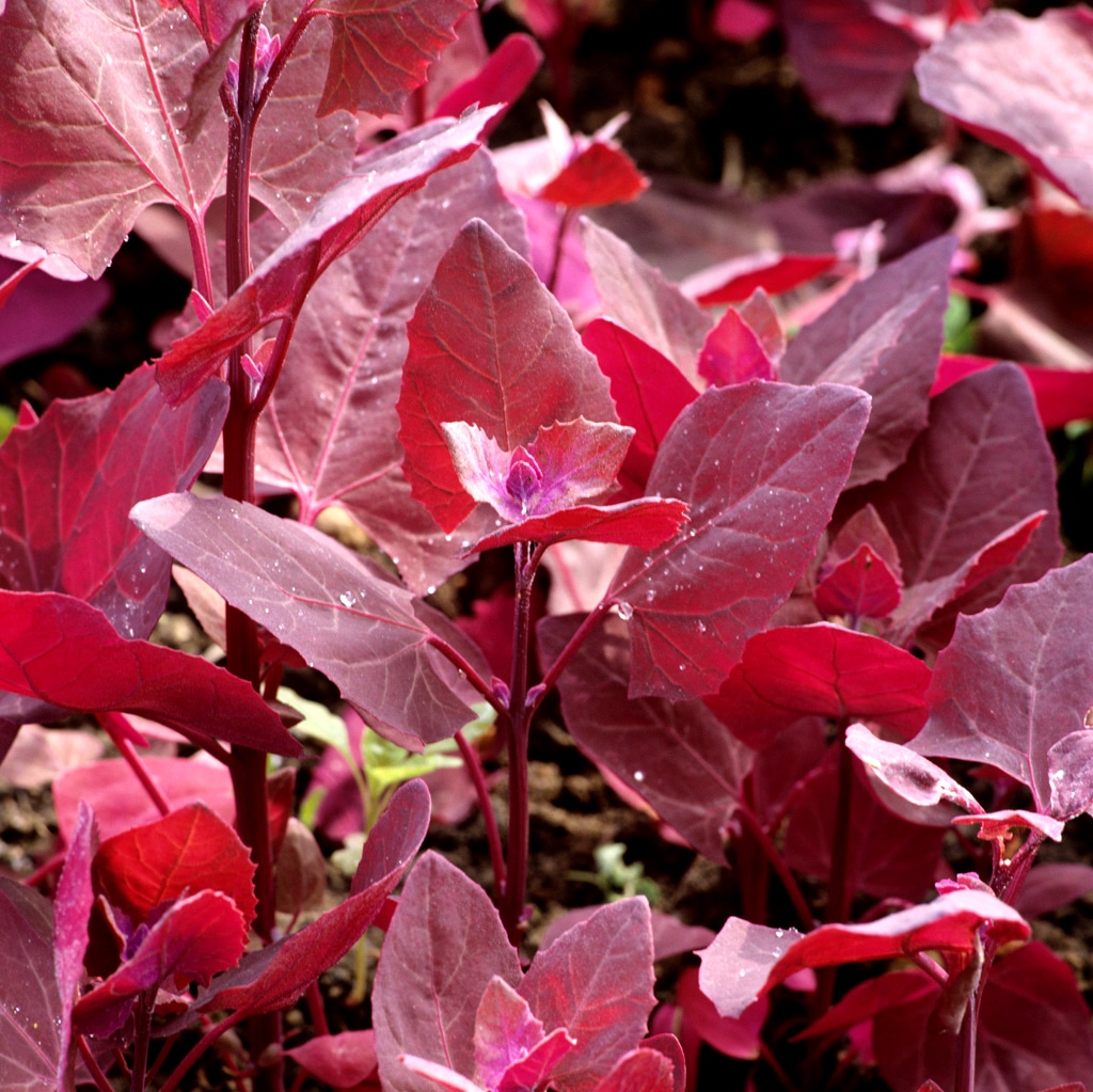 Arroche rouge Bio