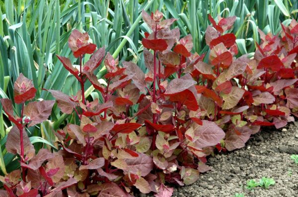 Arroche rouge Bio