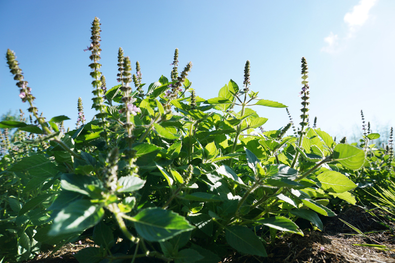 basilic-Tulsi-bio