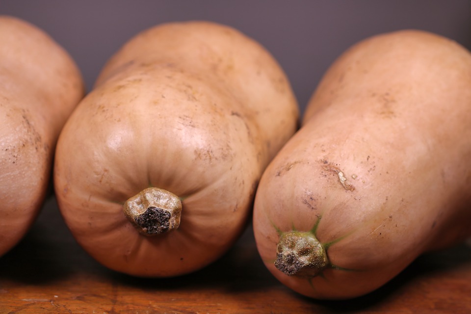 Graines de courge butternut Bio de l'Atelier des Bons Plants