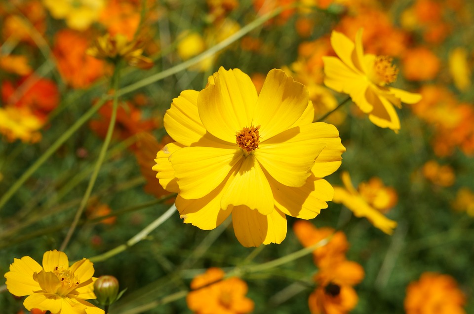 Cosmos Bio sulfureux