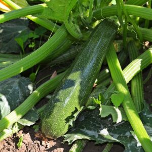 Courgettes