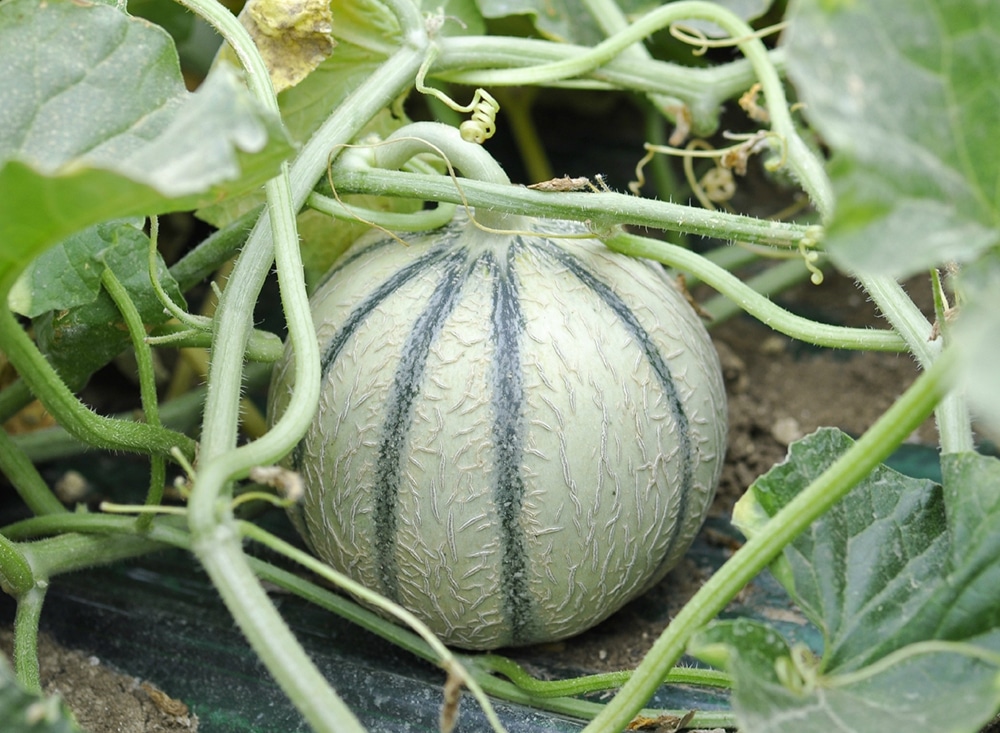 melon-charentais-bio