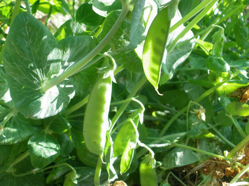 petit-pois-bio-mange-tout-corne-belier