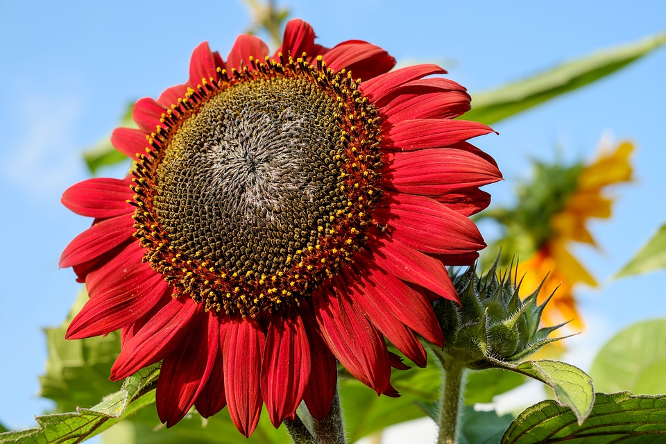 Tournesol rouge (violet) Bio