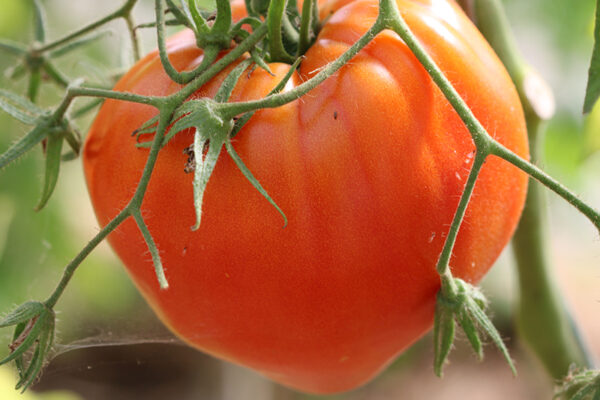 Tomate Coeur de Boeuf Bio