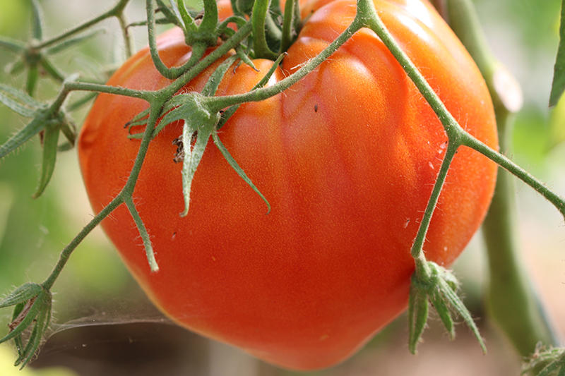 Graines bio de Tomate Coeur de Boeuf Orange