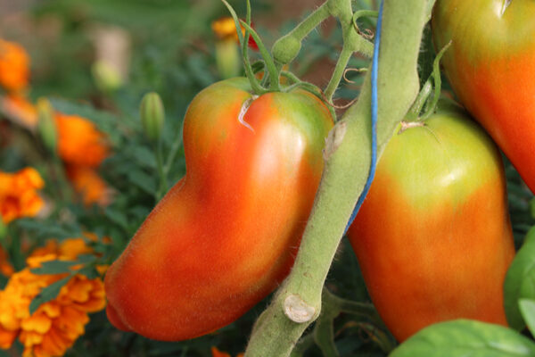 Tomate Cornue des Andes Bio