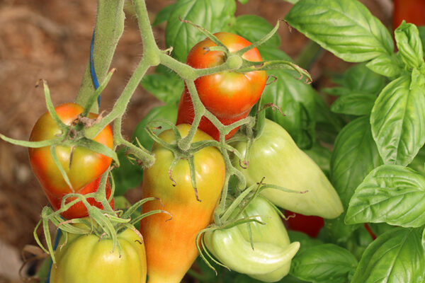 Tomate Cornue des Andes Bio