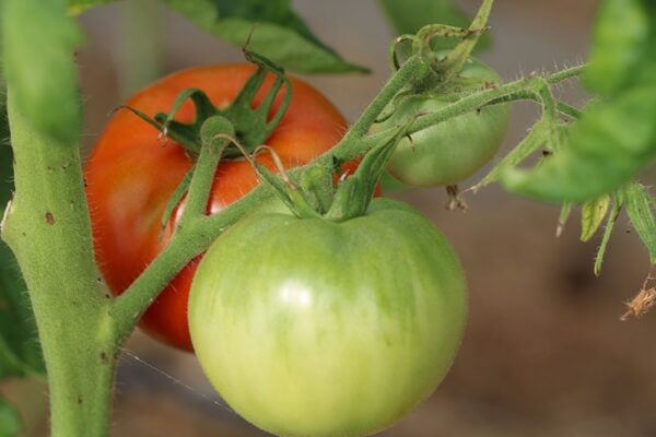 graines Tomate Bio Saint pierre