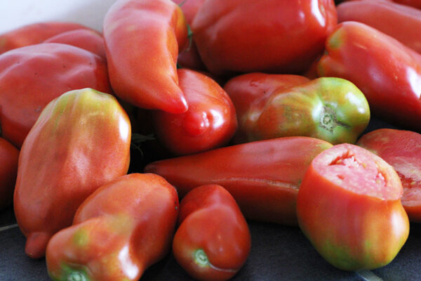 Tomate Cornue des Andes Bio