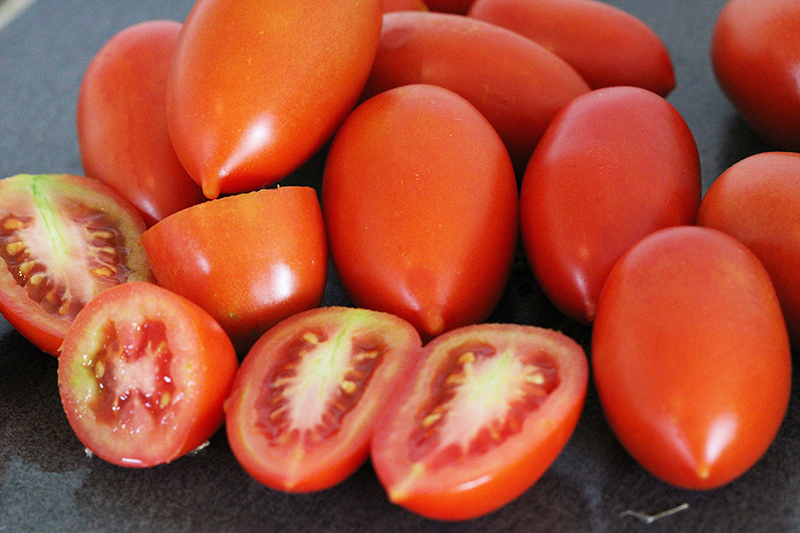 Tomate Prolifique de Faliolle Bio