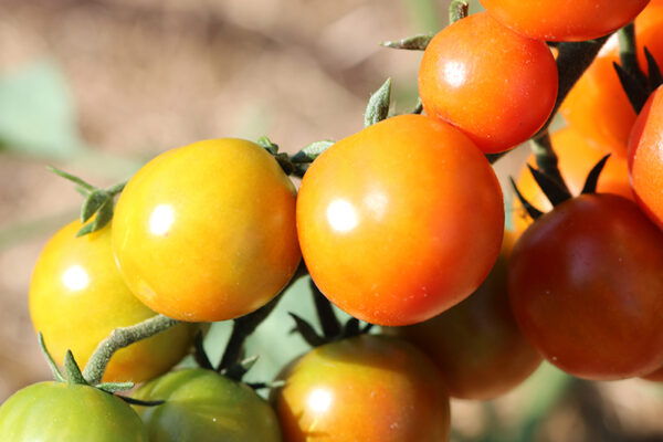 Tomate Bio Cerise rouge