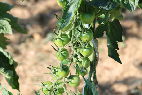 Tomate cerise noire Bio