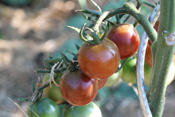 Tomate cerise noire Bio