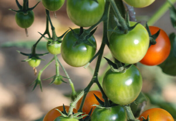 Tomate cerise orange Bio