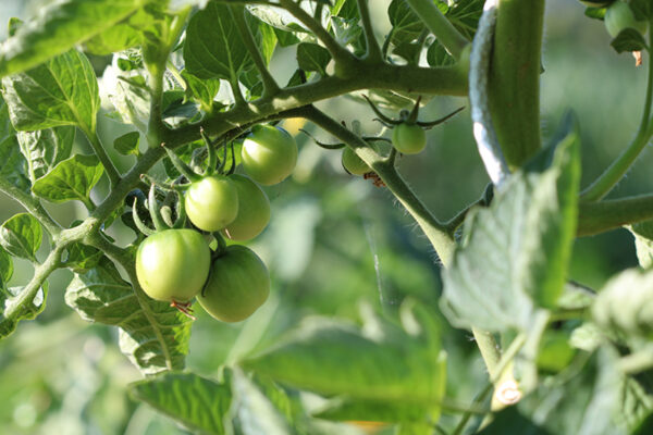 Tomate cerise Miel du Mexique Bio