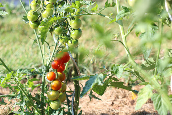 Tomate cerise Miel du Mexique Bio