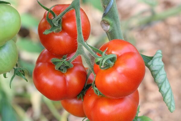 Tomate Burbank Bio