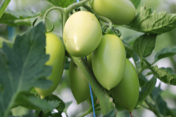 Tomate Prolifique de Faliolle Bio