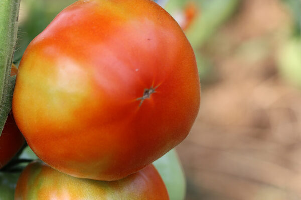 Tomate Royale des Guineaux Bio