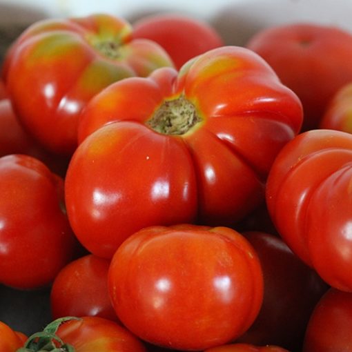 Tomate Précoce de Quimper Bio L