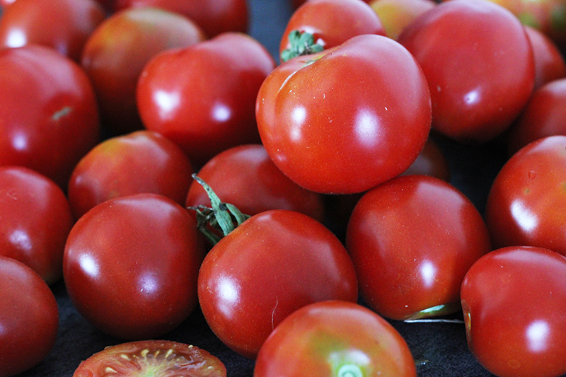 Tomate Précoce de Quimper Bio