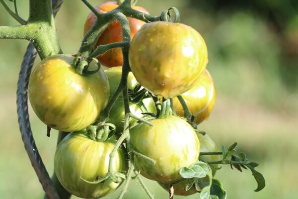 Tomate Tigarelle Bio